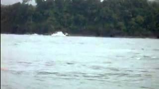 Whales and Dolphins Washing Caño Island WWW TOURSIERPEMANGROVES COM [upl. by Royo]