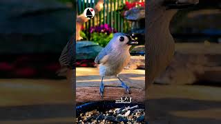 Tufted titmouse visits on a peaceful afternoon [upl. by Udall]