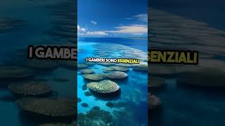 Segreto gambero foryou animals viral perte youtubeshorts curiosità curiosity discover [upl. by Lered]