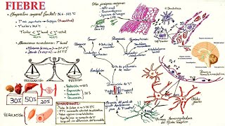 FISIOPATOLOGÍA DE LA FIEBRE [upl. by Alag]