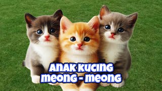 KUCING MEONG MEONG‼️ KOMPILASI KUCING LINCAHLINCAH‼️LAGU KUCING MEONG MEONG kucinglucu [upl. by Ermentrude]