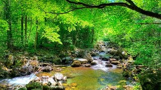 Som da Floresta e Pássaros  quotMúsicaquot Para Relaxamento e Acalmar [upl. by Euqinay168]