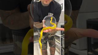 Very Rare YELLOW Insularis Viper 🔥 shorts rare snake [upl. by Aterg]