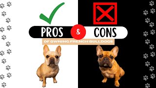 Pros and Cons of Owning French Bulldogs [upl. by Anij]