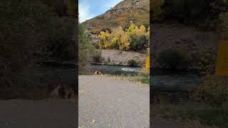 Harley Davidson Pan America 1st ride in Provo Utah canyon [upl. by Jeddy795]