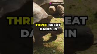 Aldabra Giant Tortoise animal quality 5 amazing facts Please Subscribe now 👈 facts [upl. by Meer]