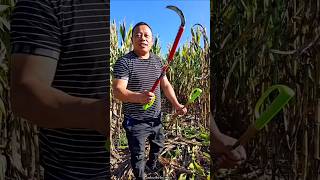 Super Fast Agricultural Tools for Rural Farmer  Corn Farming Tools shorts youtubeshorts [upl. by Anihsit]