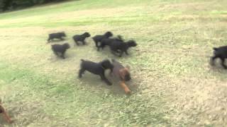 Cane Corso puppies running in the yard [upl. by Salsbury]