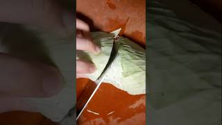 CUTTING CABBAGE amazingcutting satisfyingcutting cabbage trending shortvideo youtubeshorts [upl. by Eenaej20]