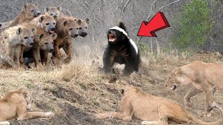 Honey Badger Takes Savagery to a Whole New Level HoneyBadgerUnleashed [upl. by Travus126]