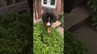 Silly Rescue Bernese Mountain Dog Jumping in Bushes  Wednesday Addams Trend [upl. by Jerri796]