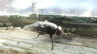 House Fly Preening [upl. by Jozef]