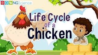 Can you name the stages of the life cycle [upl. by Innus]