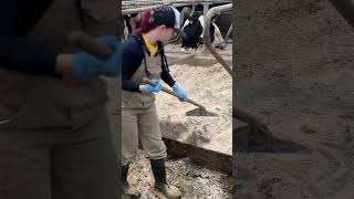 Beaty Milkmaid Girl Cleans a Cowshed Powerful Machine Pushing Manure farming cow dairy farm [upl. by Oivlis]