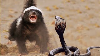 THE WORLDS MOST FEARLESS ANIMAL THE HONEY BADGER DOCUMENTARY [upl. by Cunningham963]