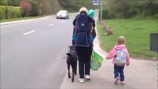 Brugernes FørerhundeOrdning En dagligdag med førerhund [upl. by Nisay]