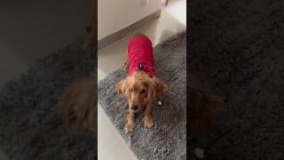 My cocker spaniel barking over winter jacket cockerspaniel dogdress dogbarking barking [upl. by Setsero455]