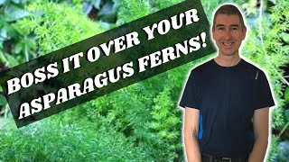 REPOTTING AN ASPARAGUS FERN  make your Asparagus Fern thrive [upl. by Astri]