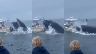 Video shows whale landing on boat off NH coast throwing people into ocean [upl. by Noman]