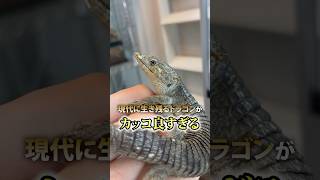 現代に生き残るドラゴンがカッコ良すぎる reptiles rafちゃんねる 爬虫類 トカゲ abronia [upl. by Sivram]