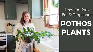 How to Care for amp Propagate Indoor Pothos Plants [upl. by Leandro]