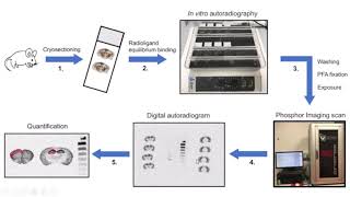 Autoradiography [upl. by Yadrahs]