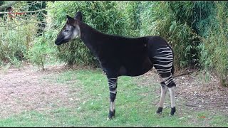 LOkapi espèce de mammifère ruminant de la famille des Girafes  Zoo de Beauval  France [upl. by Randee]