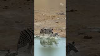 Natures Cruelty A Zebra Stallion Attacks a Defenseless Foal [upl. by Icak]