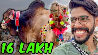 COW MANDI 2022  Bakra Mandi Vlog Faisalabad  Mithi Mithi [upl. by Ayela]