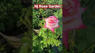 Nj Rose Garden View In March Month👏rosegarden shorts short [upl. by Lotus]