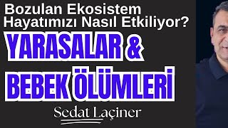 Yarasalar ve Bebek Ölümleri Bozulan Ekosistem Hayatımızı Nasıl Etkiliyor Bilim ve Toplum [upl. by Jemine947]