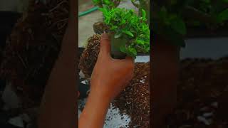 Bonsai Desert Rose Plant Adenium Root Gardening Flower Fertilizer [upl. by Pontone]