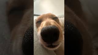 Dachshund Compilation  Funny And Cute Videos [upl. by Danya]