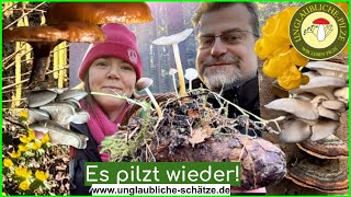 Es pilzt wieder  Fichtenzapfenrüblinge und Winterpilze im Frührjahr  Pilze suchen im Februar 2024 [upl. by Sivi]