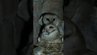 owl mating shorts youtubeshorts nature africa viral how the trending [upl. by Jenness]