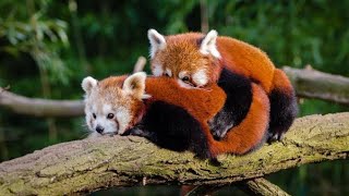 Red Panda Mating Video🔥  Making Love ❤  redpanda [upl. by Fair]