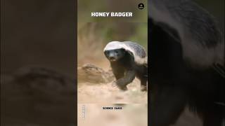 Honey badger  king of our forest  ￼science class  shorts ytshorts science sciencefacts [upl. by Jackson261]