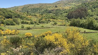 Galicia Amarilla El Mundo es de Muchos Colores [upl. by Eatnuahc243]