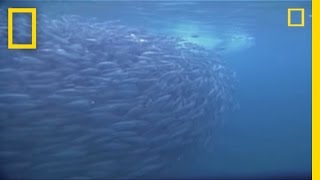 Farting Fish  National Geographic [upl. by Tfat936]