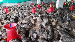 Quail farm in bangalore Orgo quails and poultry farms 9916681270 9590907390 [upl. by Alfons932]