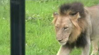 Lions Kruger NP [upl. by Enidan]