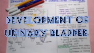 Development of Urogenital system part 2Development of Urinary Bladder ClinicalsMusk Medics [upl. by Ayyidas]