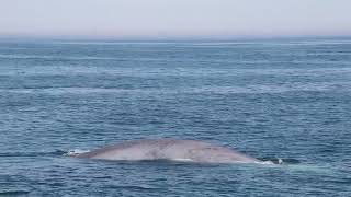 Rare sighting of blue whale worlds largest animal spotted off Cape Ann in Massachusetts [upl. by Notsnhoj324]