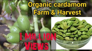 Organic Cardamom Farm amp Harvesting Cardamom Farm Idukki Kerala  Elettaria cardamomum [upl. by Ssac]