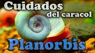 Ficha Caracol Planorbis alimentación parametros reproducción guía básica [upl. by Aramaj]