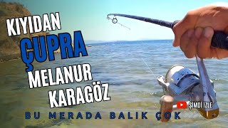 Didim Balık Avı  Kıyıdan Çupra Melanur Karagöz  Bu Merada Balık Çok [upl. by Colinson]