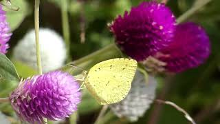 Northern Grass Yellow Butterflies Visit Globe Amaranth Flowers for Nectar [upl. by Fadas597]