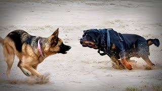 German Shepherd VS Rottweiler [upl. by Doughman7]