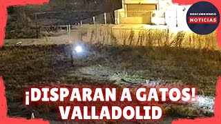 DOS PERSONAS INVESTIGADAS POR DISPARAR A GATOS EN VALLADOLID [upl. by Murrell240]