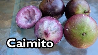 Introduction to Caimito aka Star Apple [upl. by Tabor515]